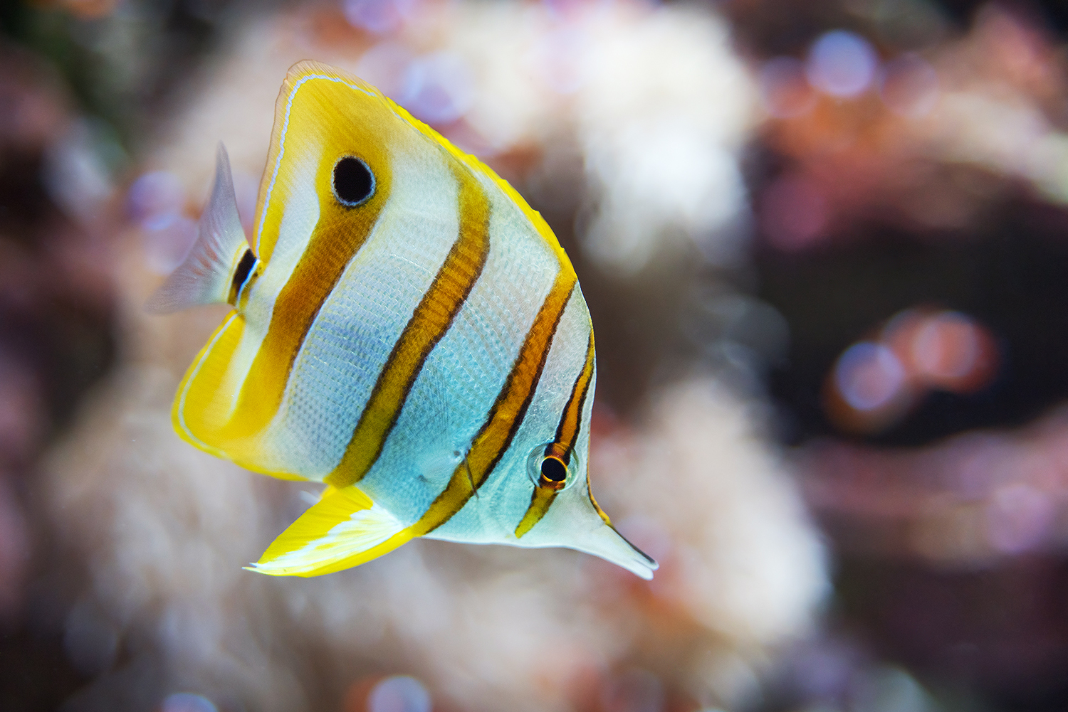 Copperband butterfly (Chelmon rostratus)