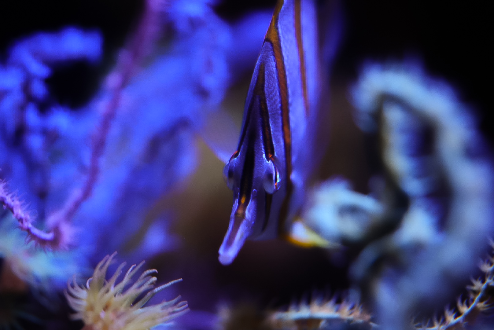 Copperband Butterfly (Chelmon rostratus)