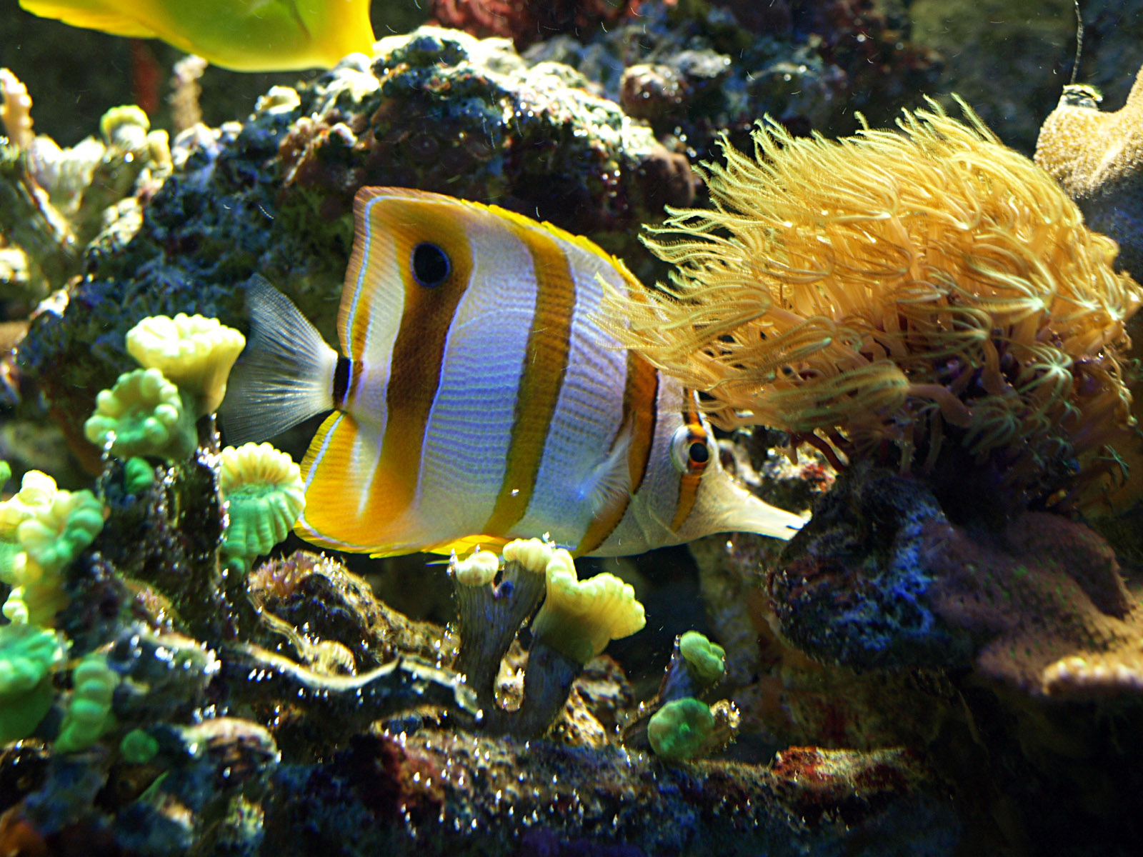 Copperband butterfly fish