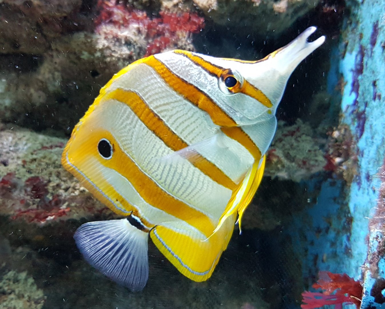 Copperband butterflyfish - Chelmon rostratum