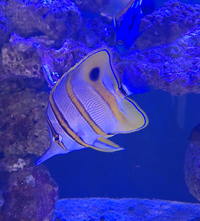 Copperband Butterflyfish (Chelmon rostratus) - Cairns Koalas and Creatures