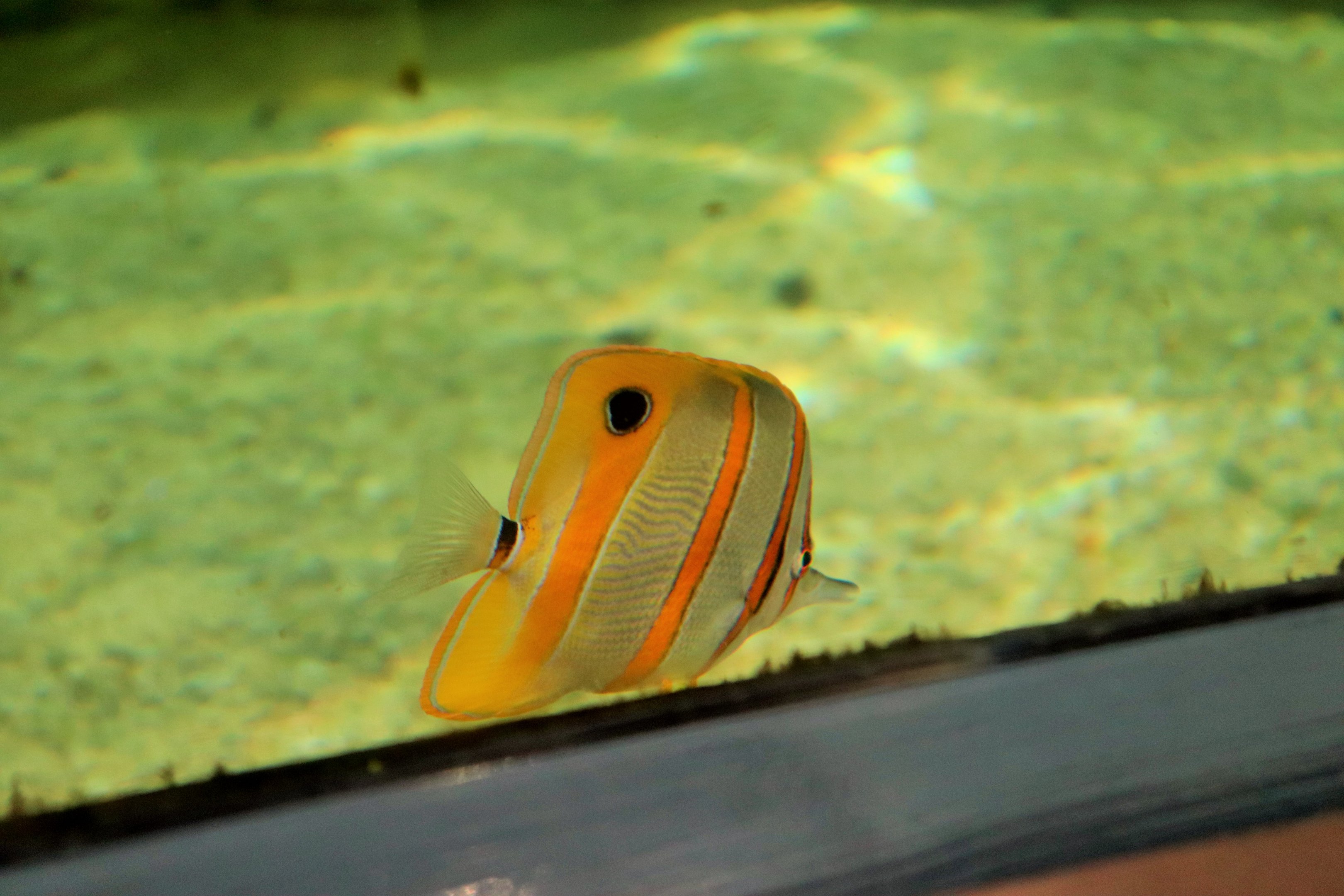 Copperband Butterflyfish (Chelmon rostratus)