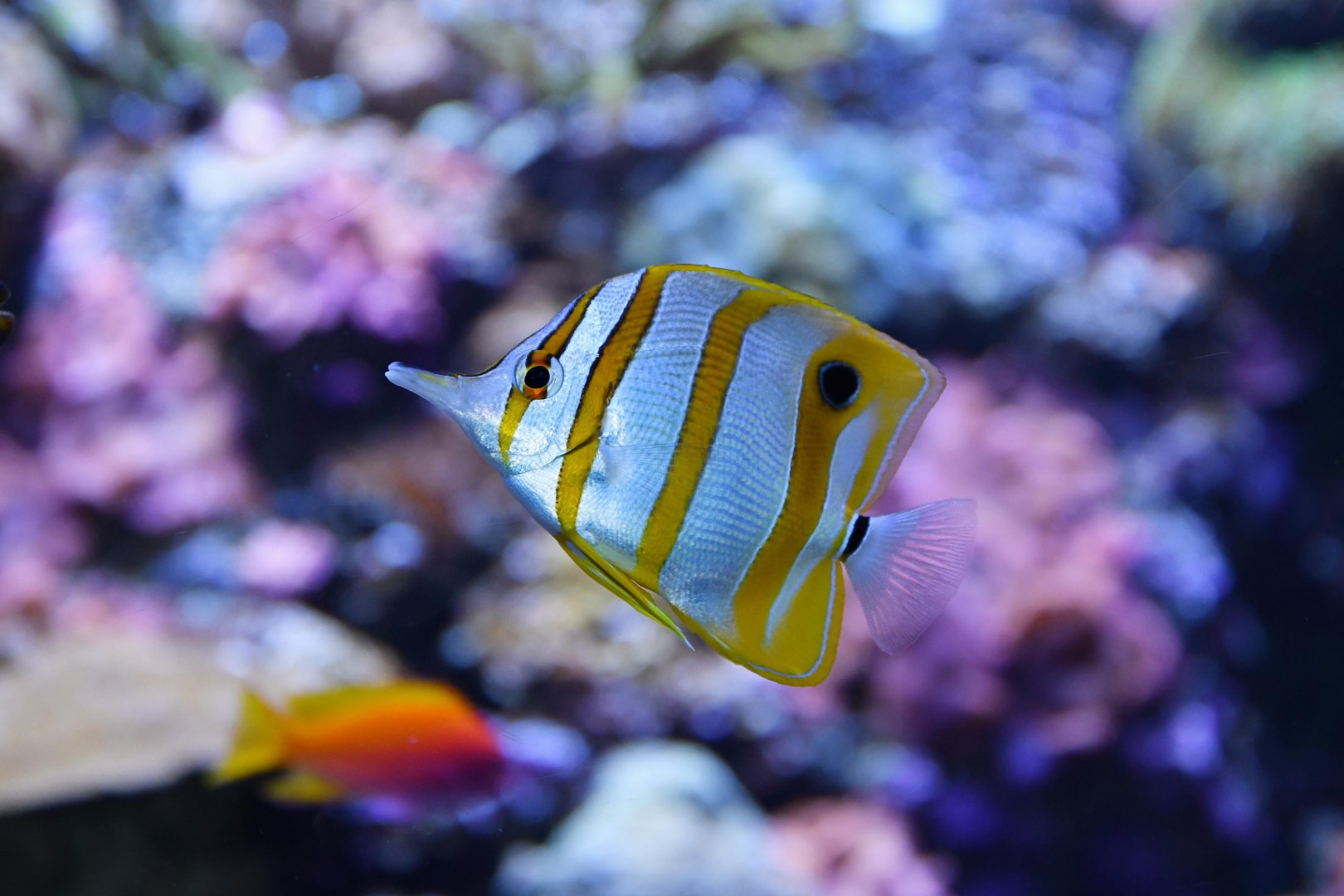 Copperband butterflyfish (Chelmon rostratus)