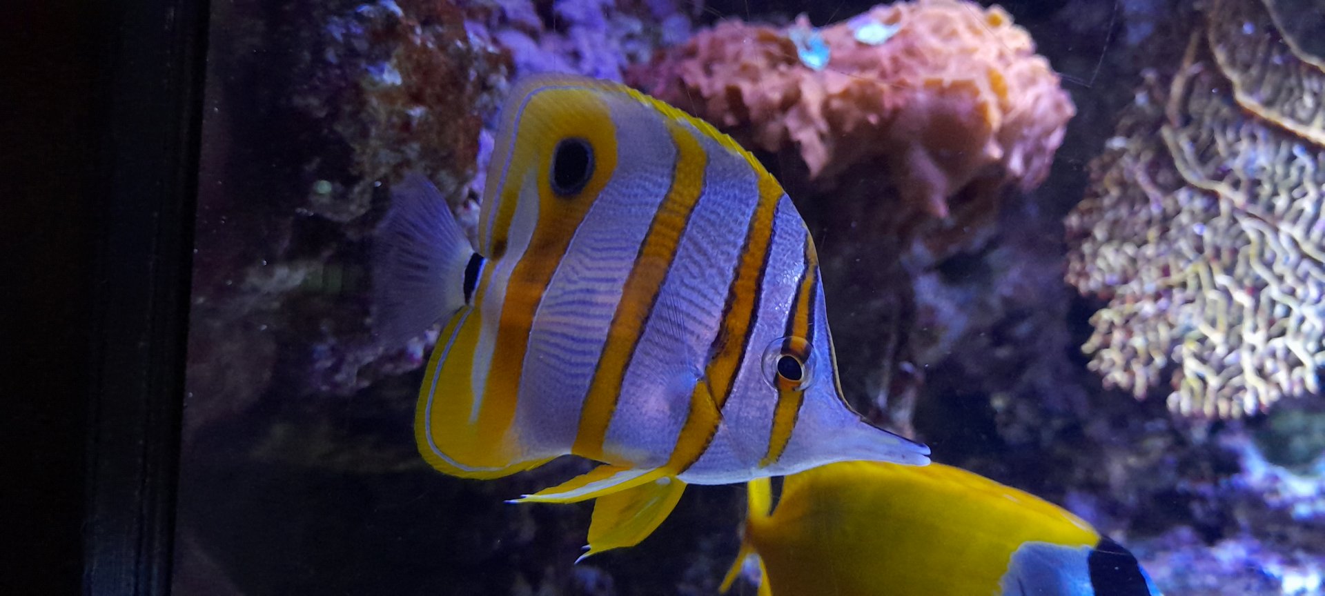 Copperband butterflyfish (Chelmon rostratus)