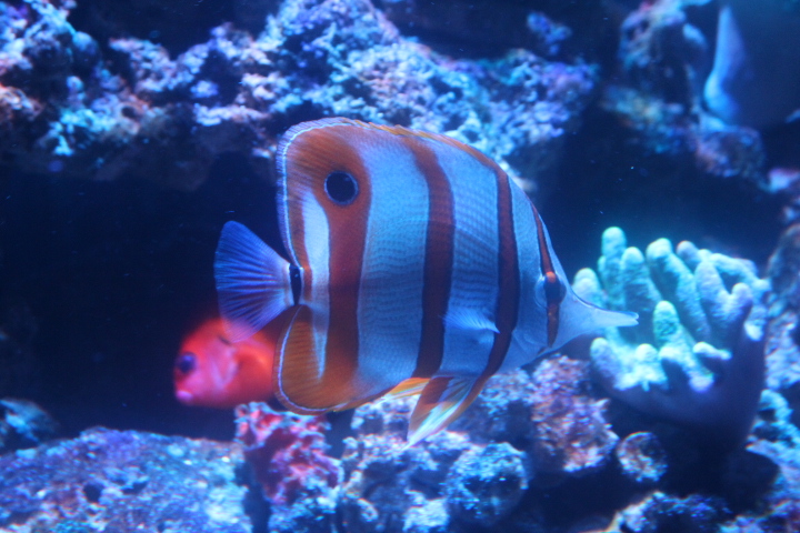 Copperband butterflyfish (Chelmon rostratus)