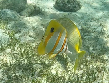 Copperband Butterflyfish (Chelmon rostratus)