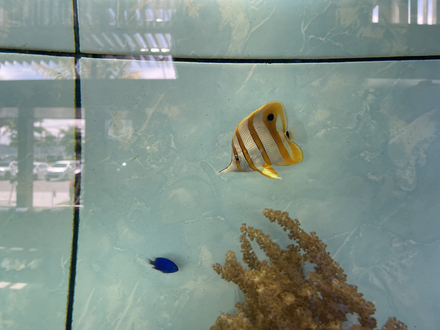 copperband butterflyfish (chelmon rostratus)