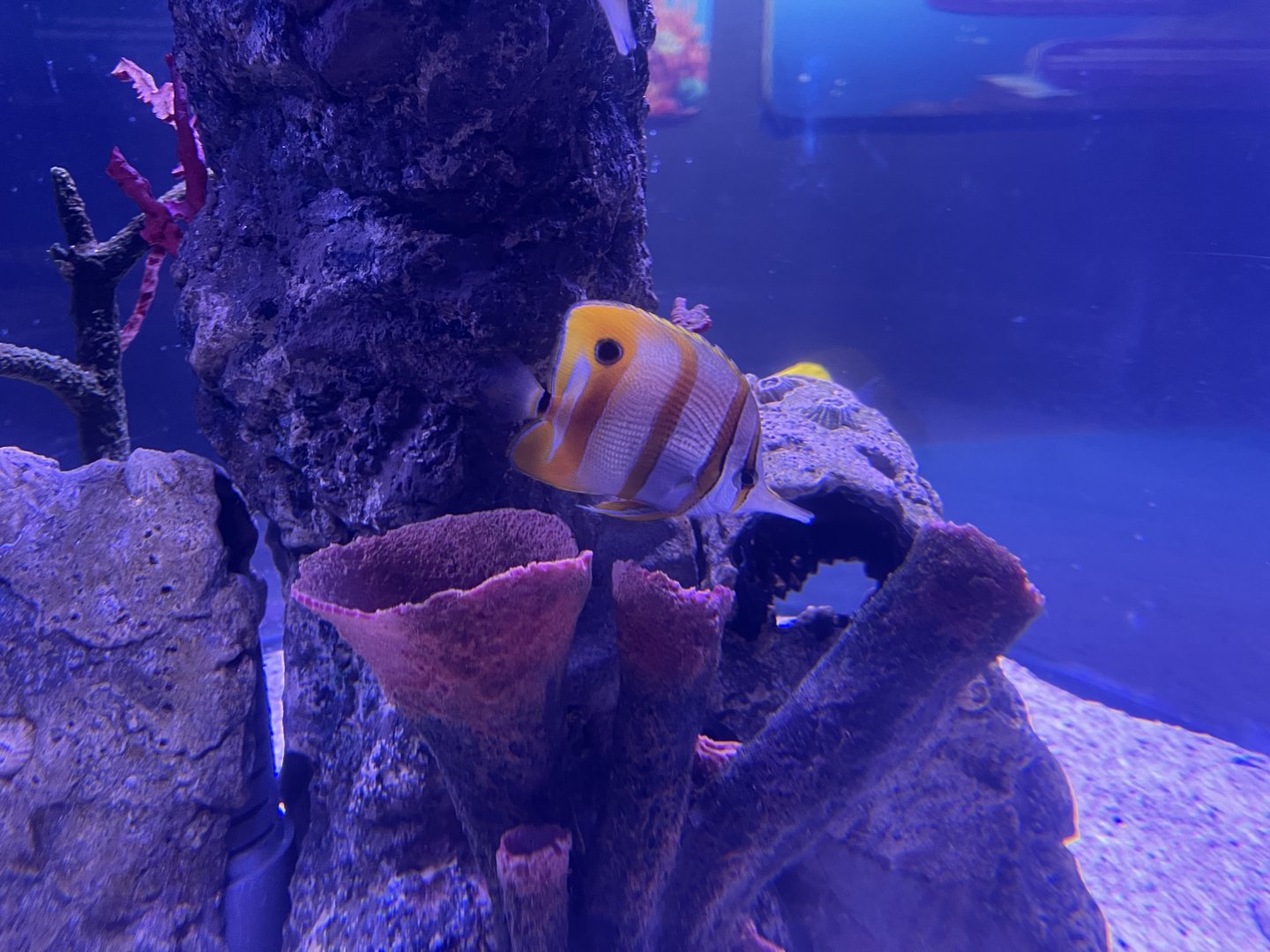 copperband butterflyfish (chelmon rostratus)