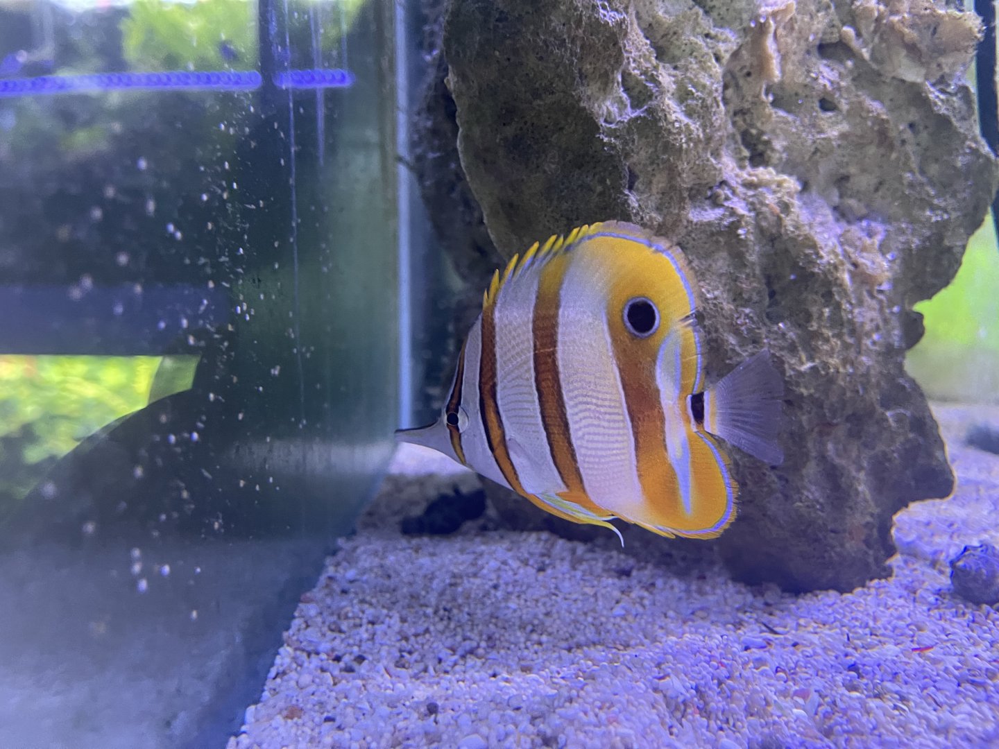 copperband butterflyfish (chelmon rostratus)