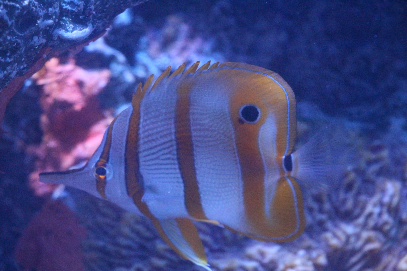 Copperband Butterflyfish (Epcot 2018)