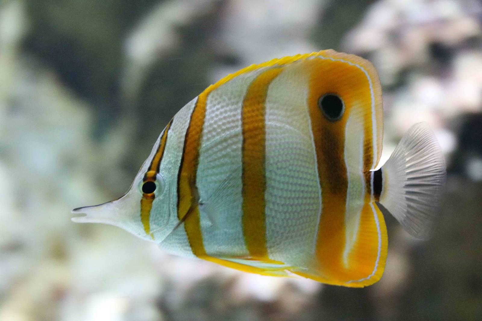 Copperband butterflyfish, February 2016