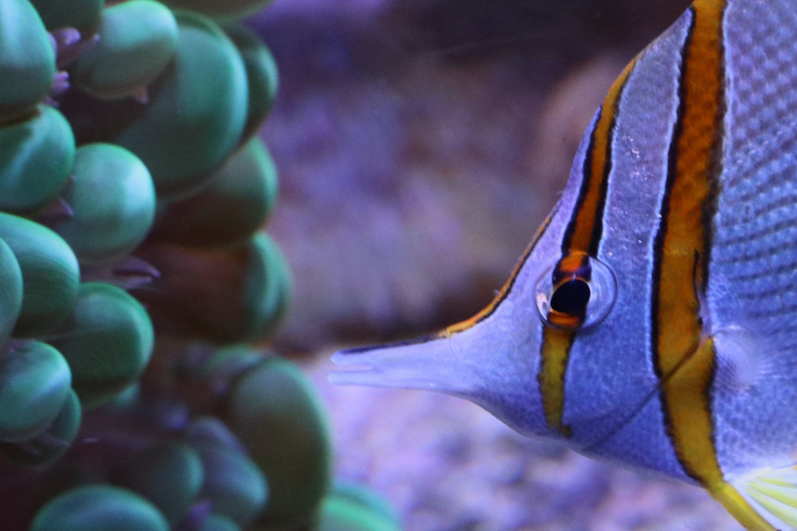 Copperband butterflyfish inspecting bubble coral