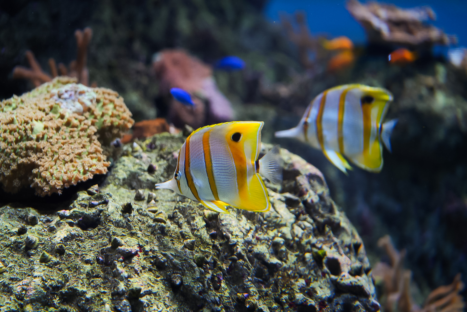 Copperband Butterflyfish Pair