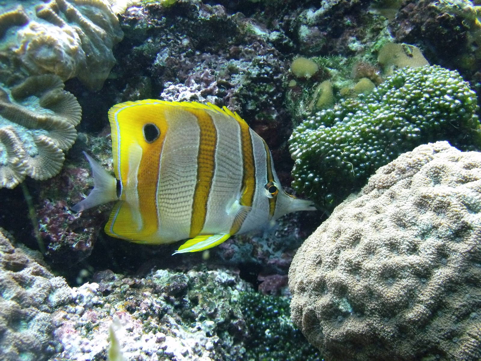 Copperband Butterflyfish