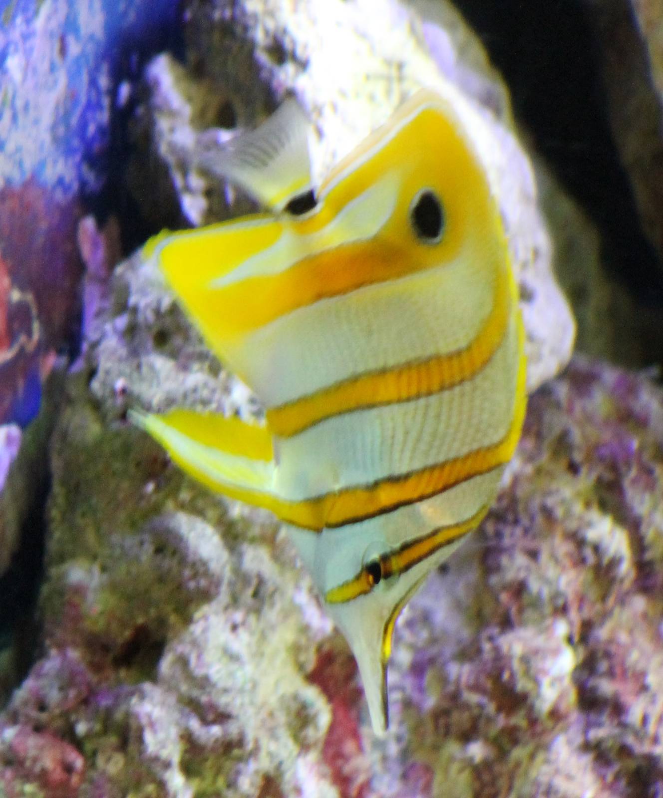 Copperband butterflyfish