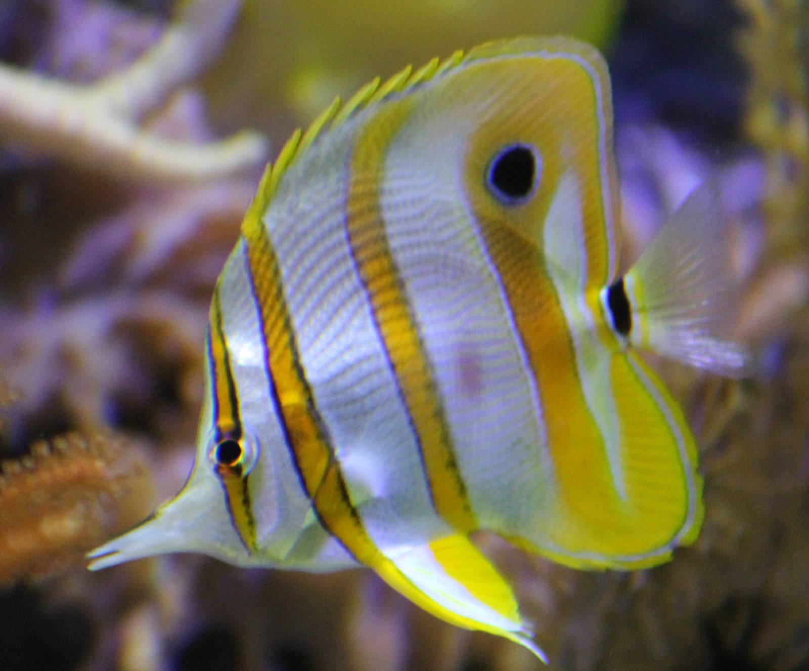 Copperband butterflyfish