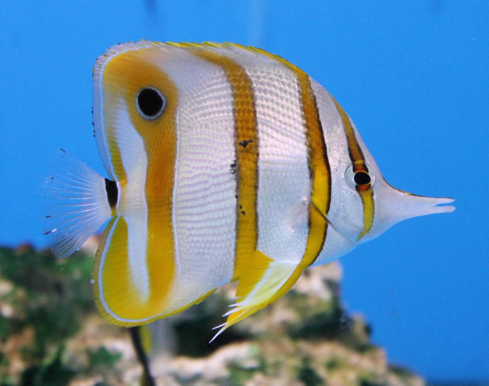 Copperband butterflyfish