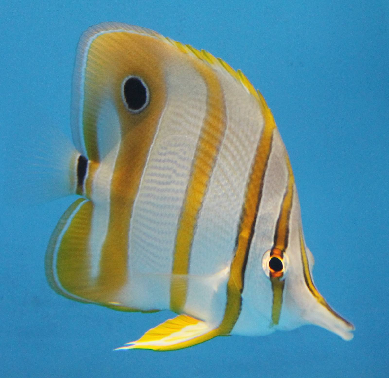 Copperband butterflyfish