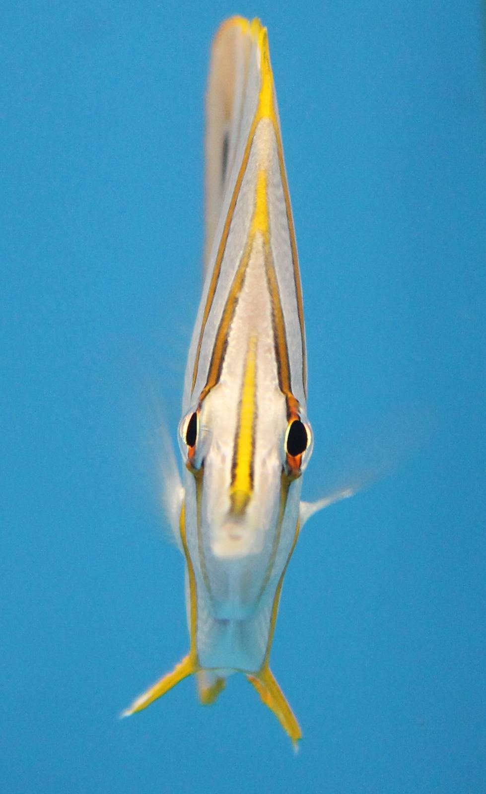Copperband butterflyfish