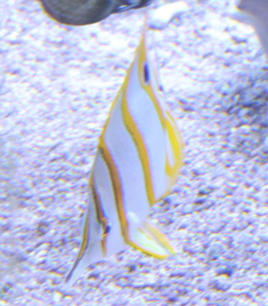Copperband butterflyfish