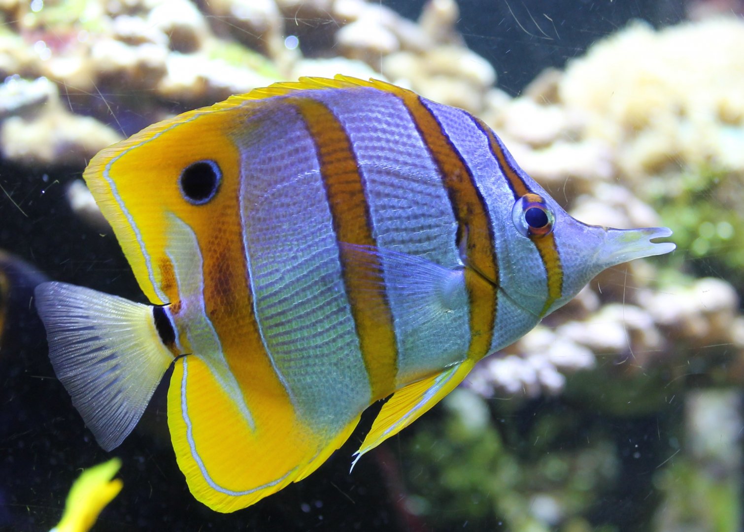 Copperband butterflyfish