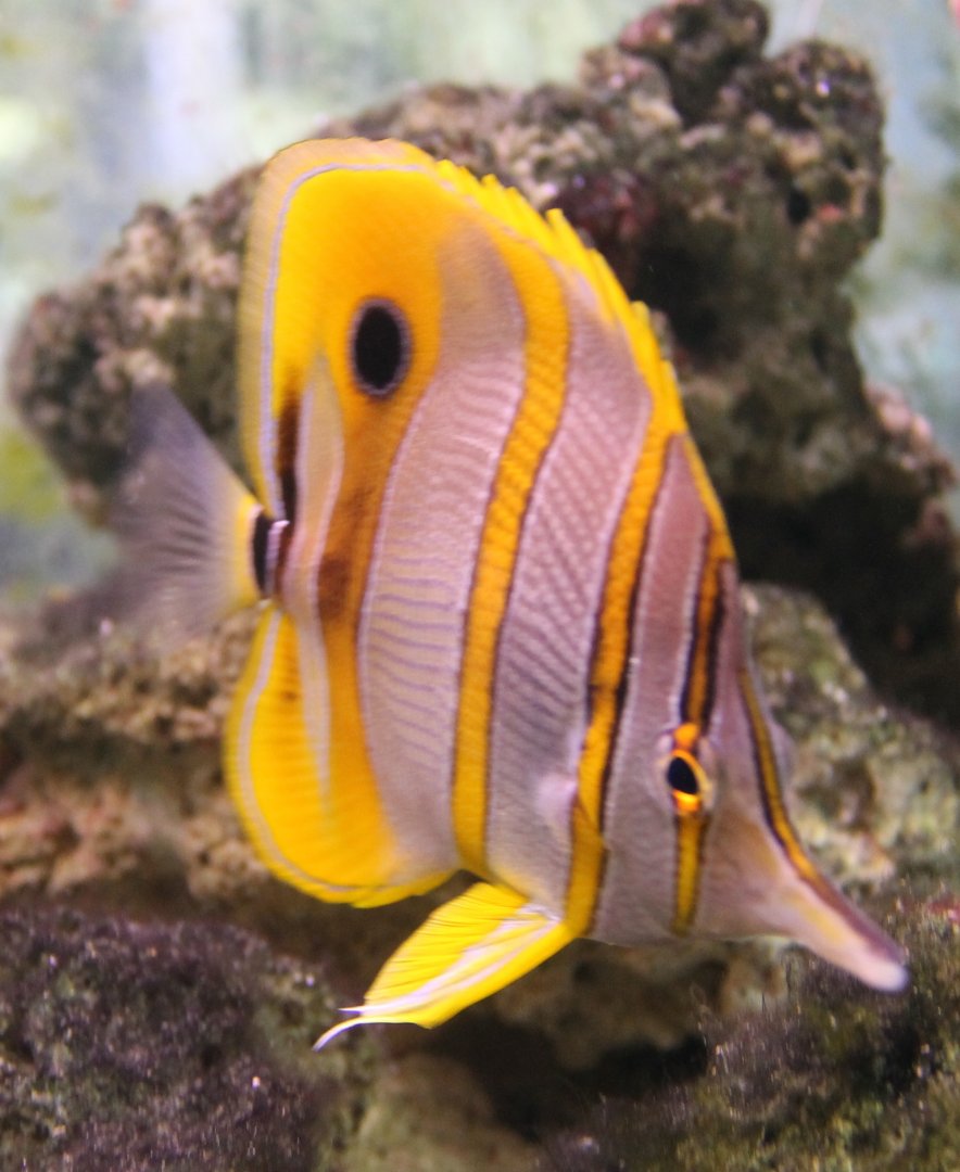 Copperband butterflyfish