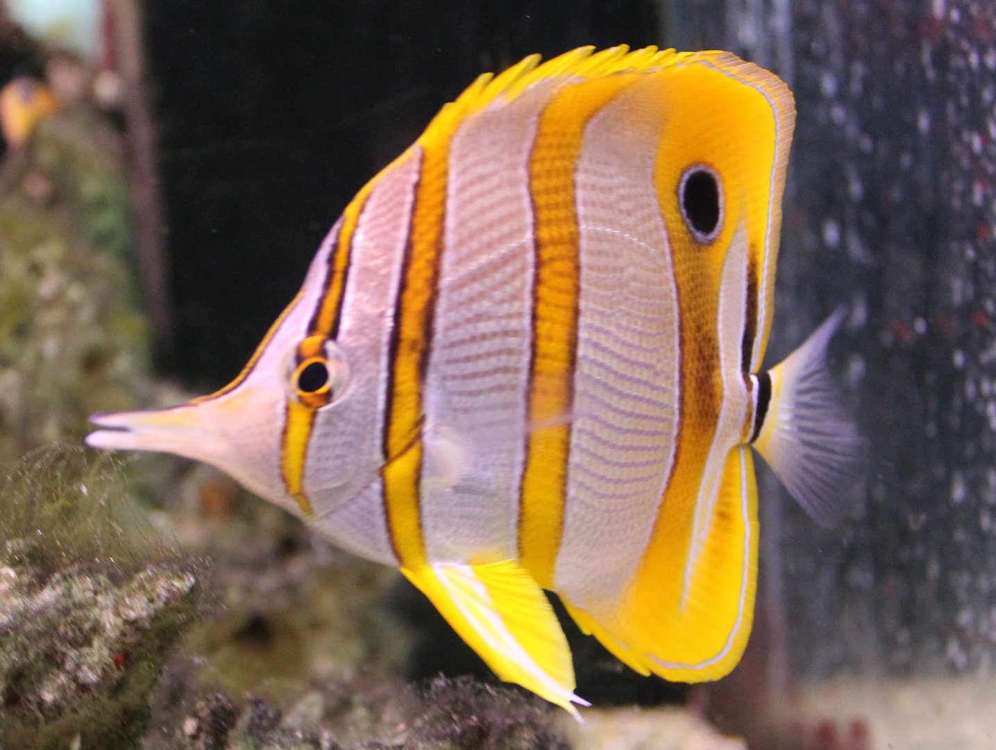 Copperband butterflyfish