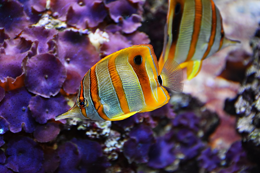 Copperband butterflyfish