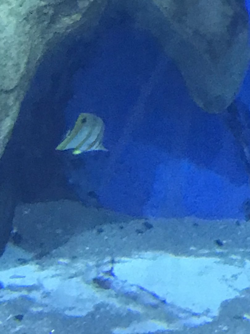 Copperband butterflyfish?
