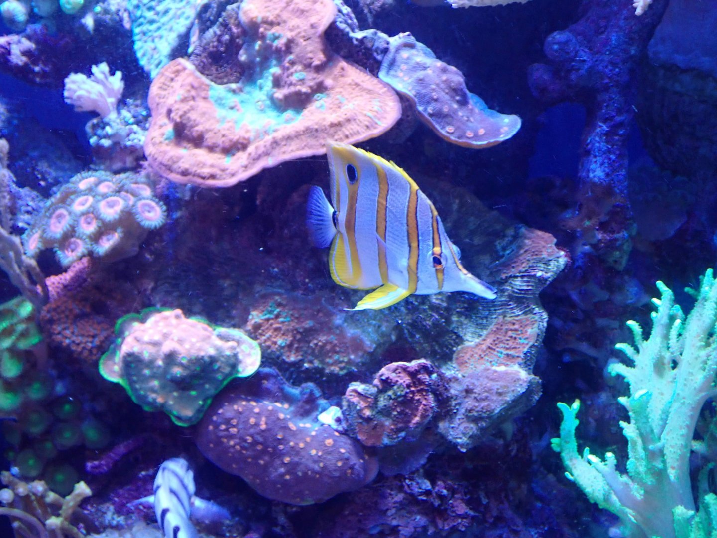 Copperband Butterflyfish