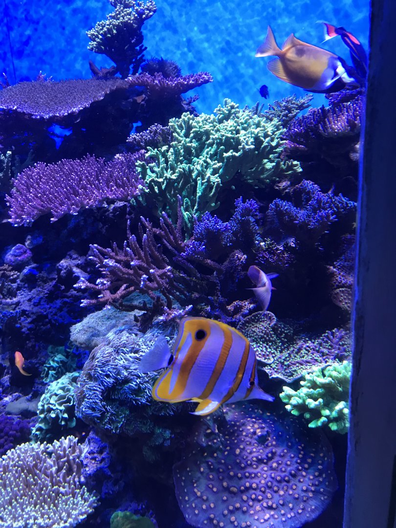 Copperband butterflyfish