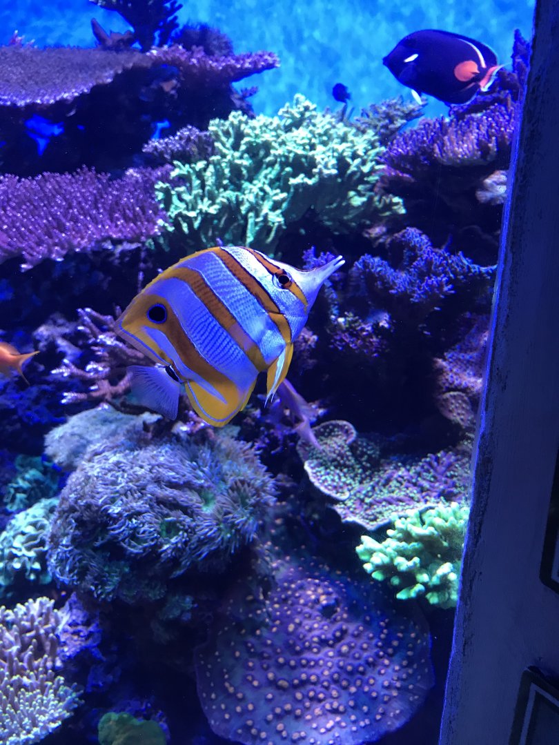 Copperband butterflyfish