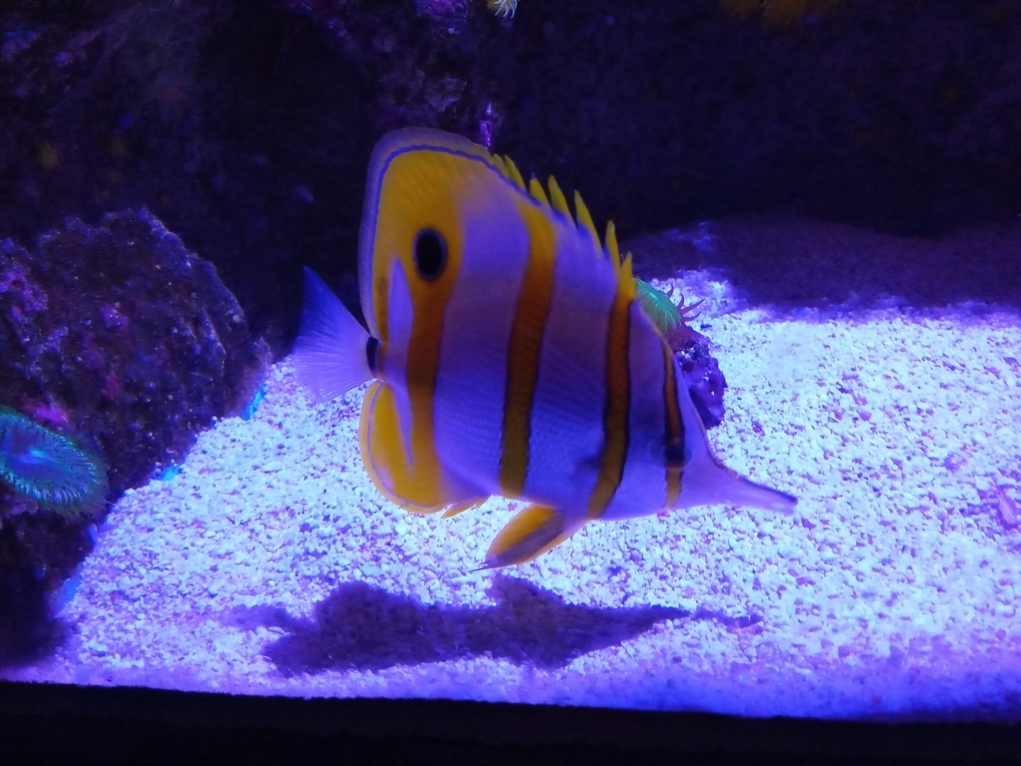 Copperband Butterflyfish