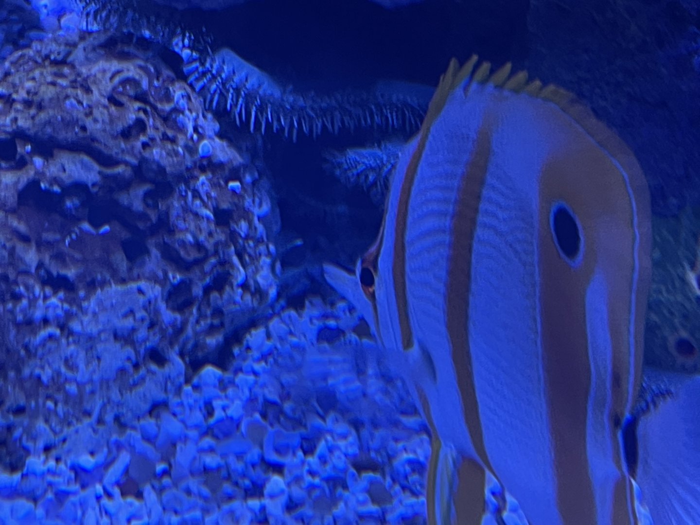 Copperband butterflyfish