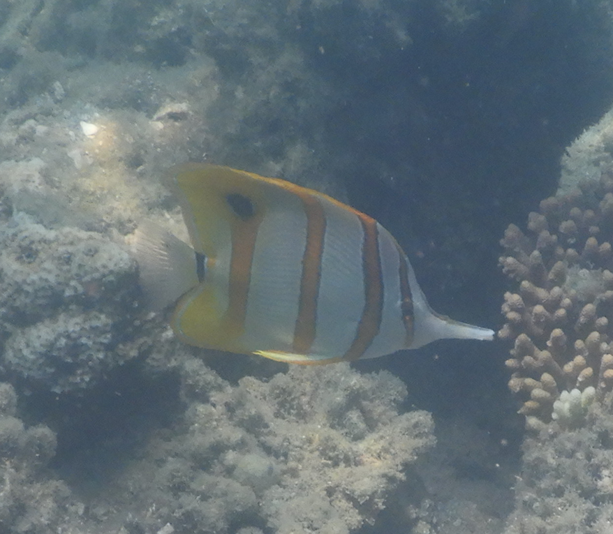 Copperband Butterflyfish