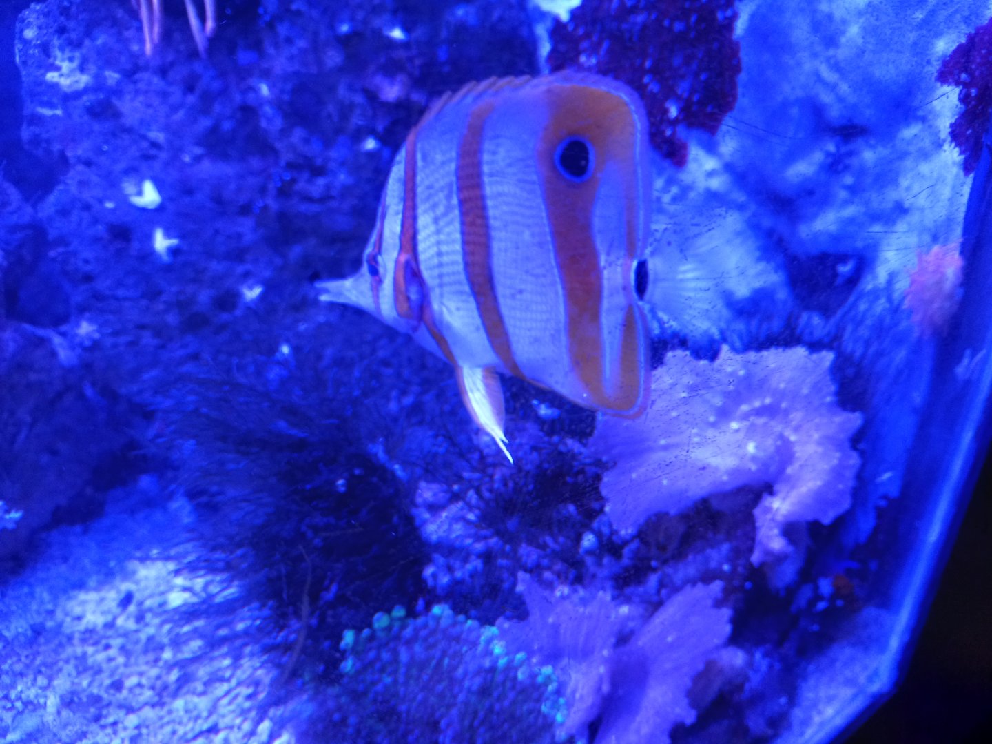 Copperband Butterflyfish