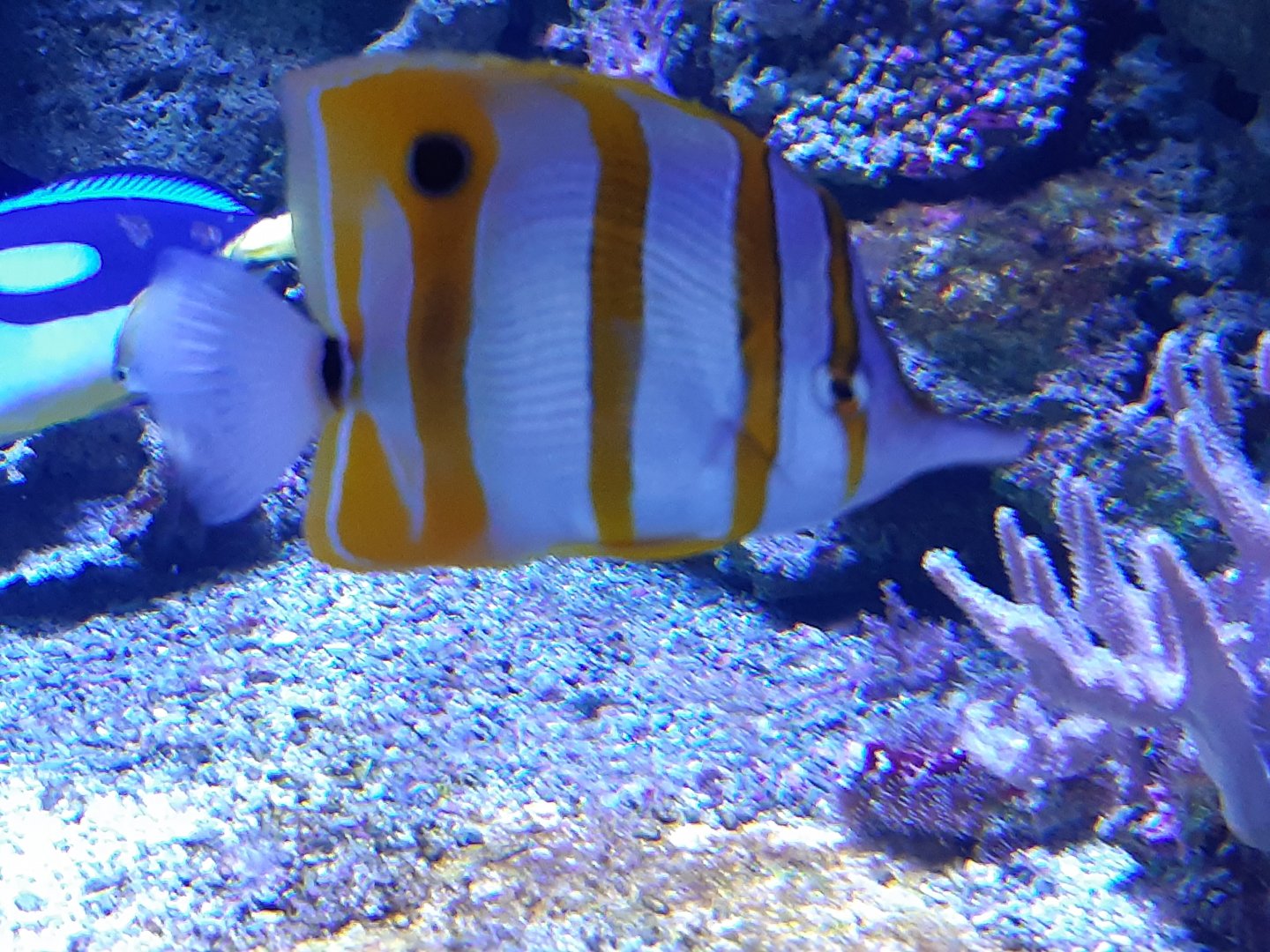 Copperband Butterflyfish