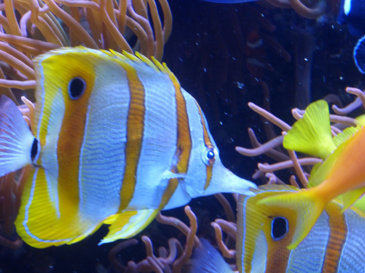 Copperband butterflyfish