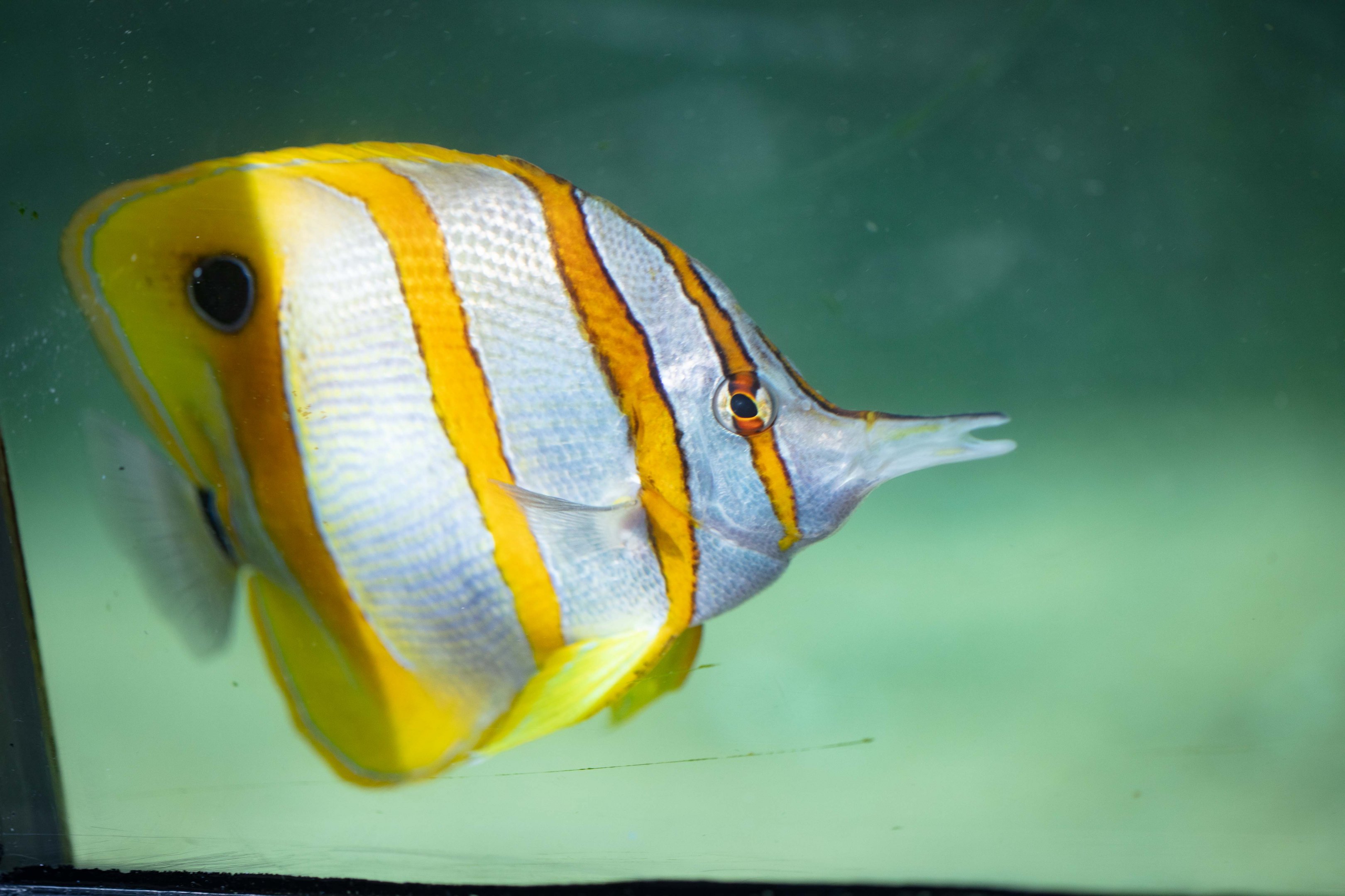 Copperband Butterflyfish