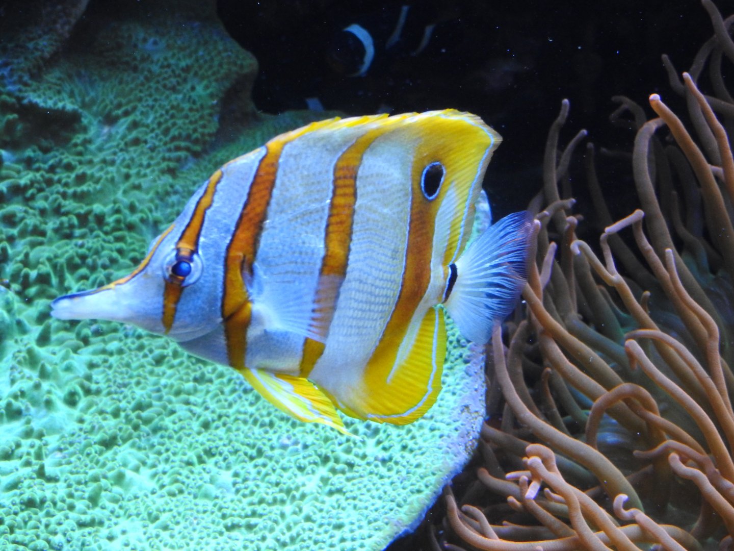 Copperband Butterflyfish
