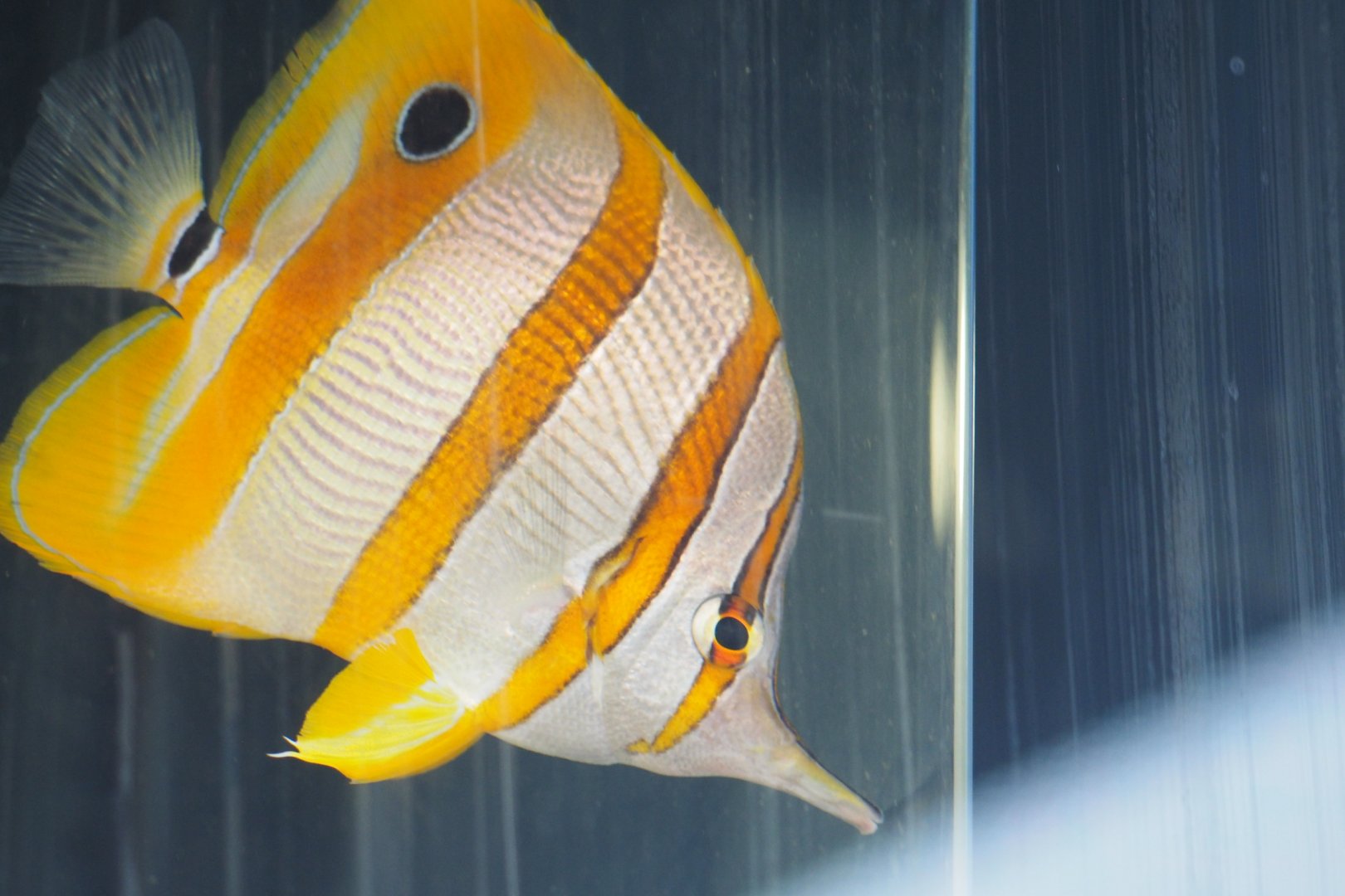Copperband butterflyfish