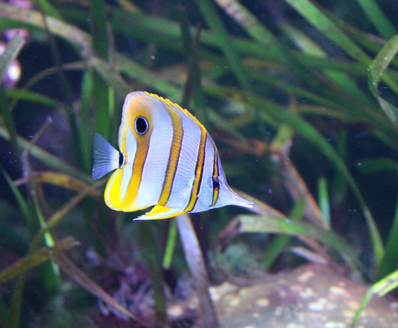 Copperband butterflyfish