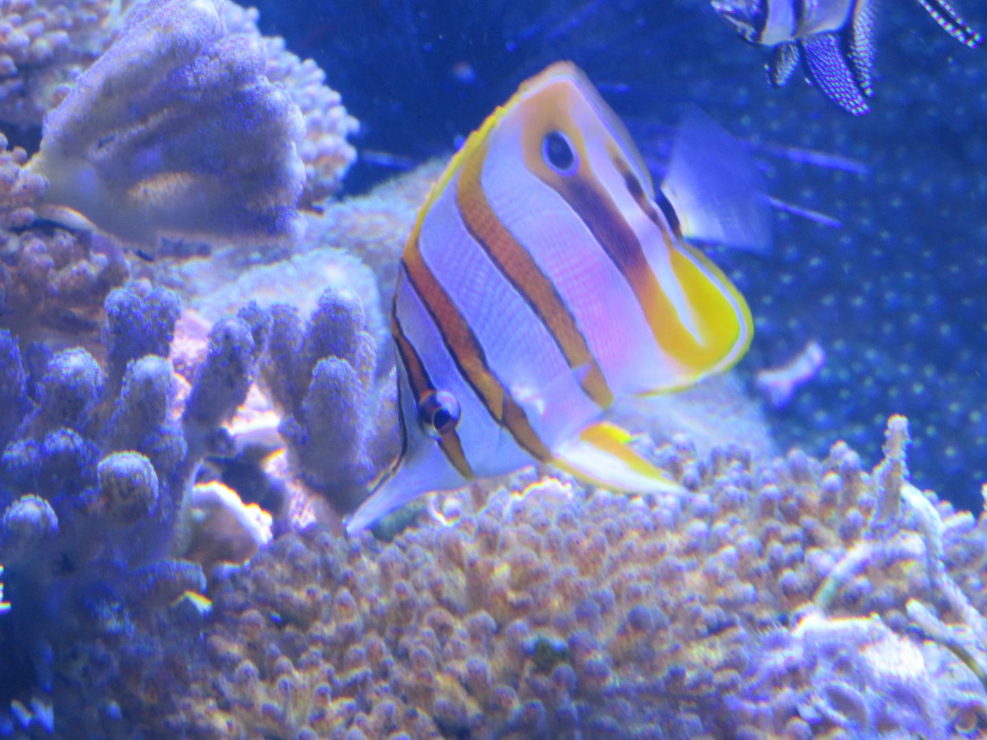 Copperband butterflyfish