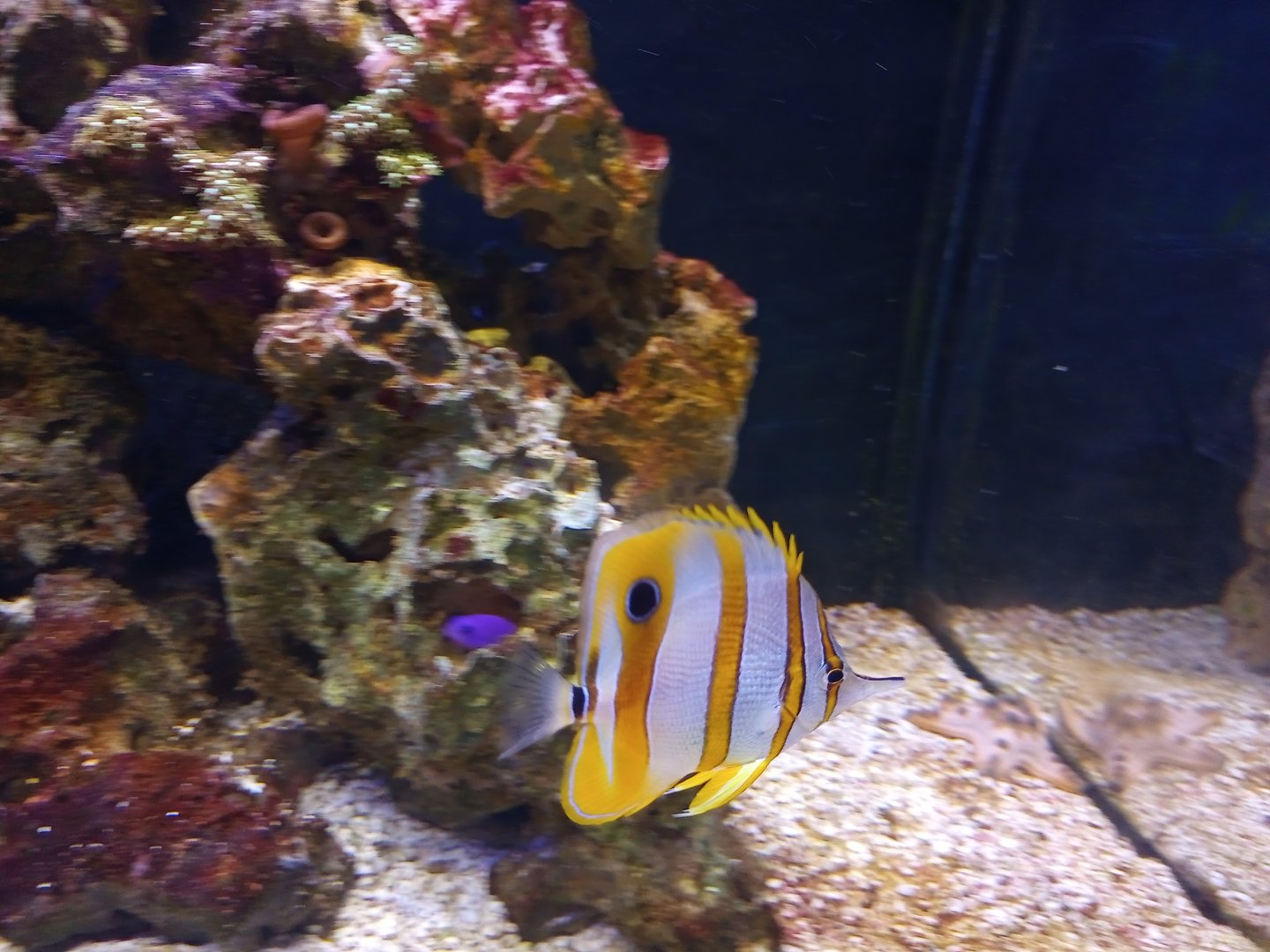 Copperband butterflyfish