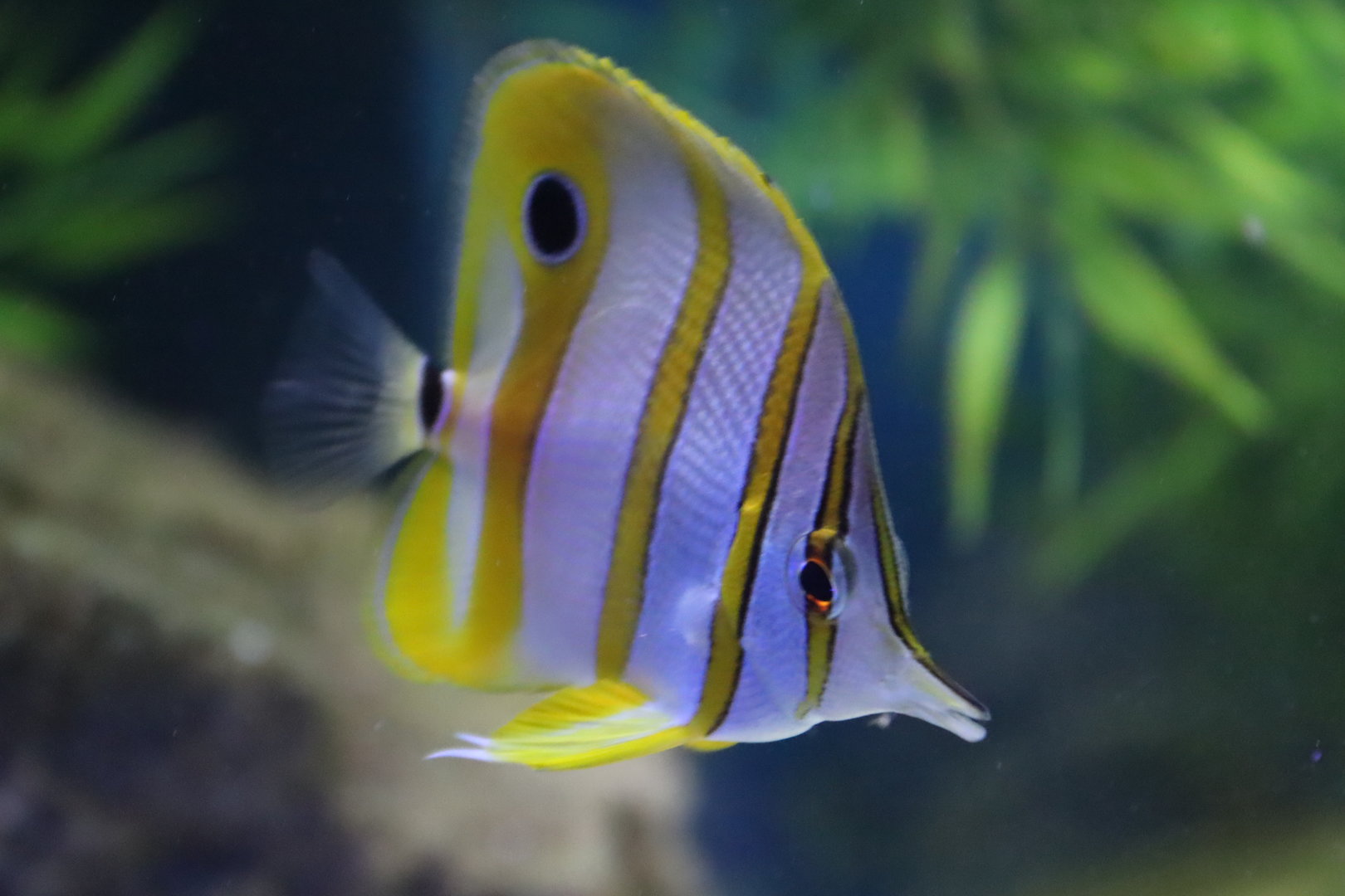 Copperband Butterflyfish