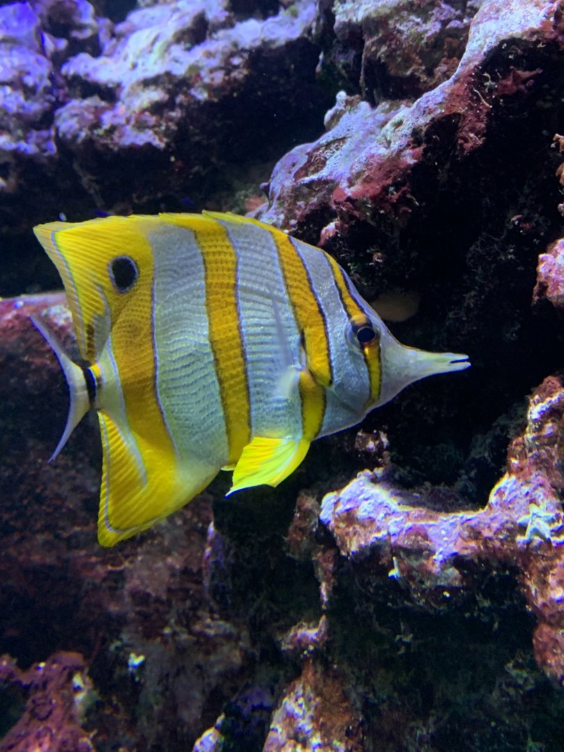 Copperband butterflyfish