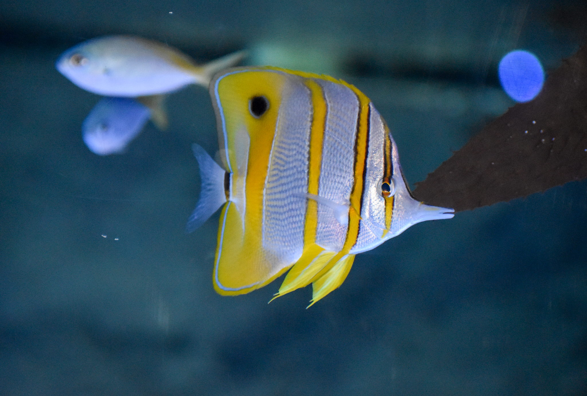 Copperband Butterflyfish