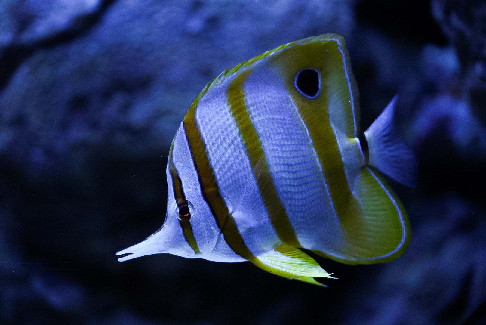 Copperband Butterflyfish