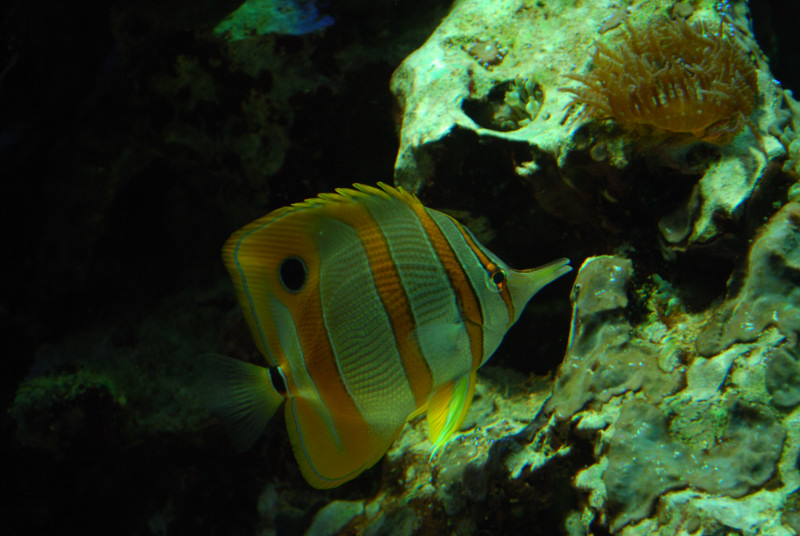 Copperband butterflyfish
