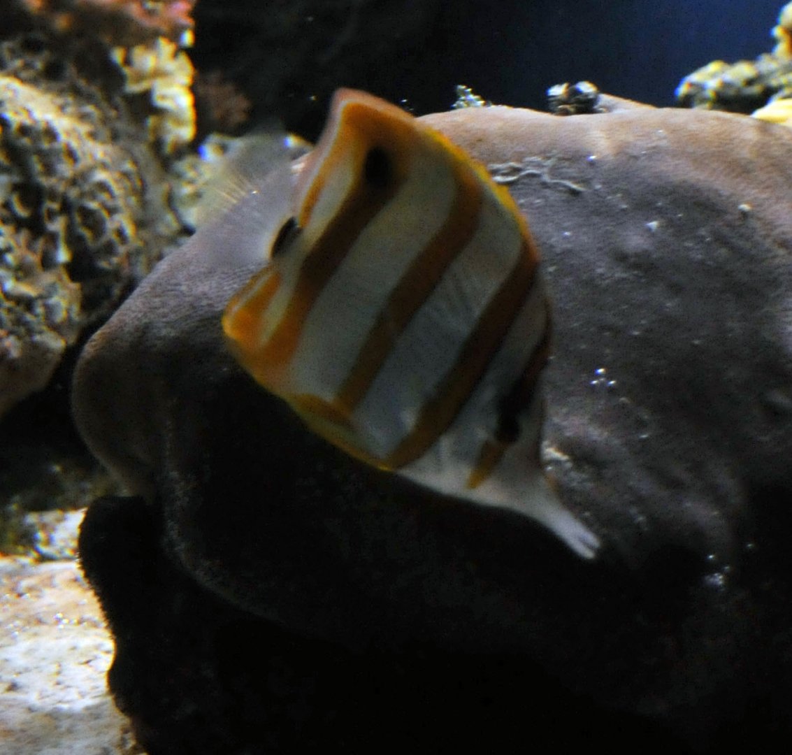 Copperband butterflyfish